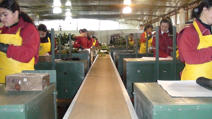 poscosecha puestos y estaciones de trabajo pos cosechas beneficiar cosecha selección clasificación de cosechas mesas para clasificar y seleccionar cosechas bandas transportadoras empacadoras 01 poscosecha puestos y estaciones de trabajo pos cosechas beneficiar cosecha selección clasificación de cosechas mesas para clasificar y seleccionar cosechas bandas transportadoras empacadoras 01
